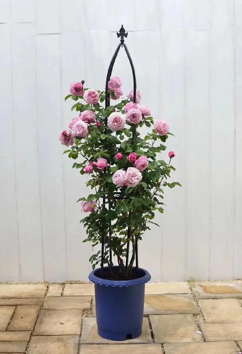 100种月季经典品种,100种经典月季品种