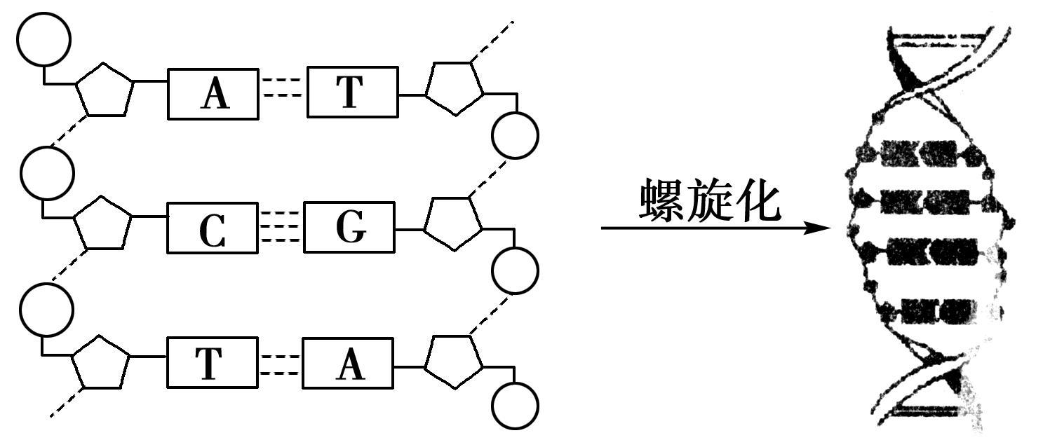 肝豆状核变性是什么遗传病,肝豆状核变性的发病几率