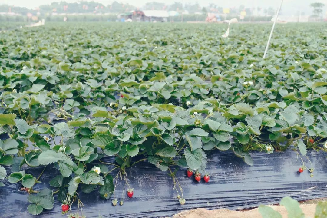 宝安福地,宝安福地在哪里