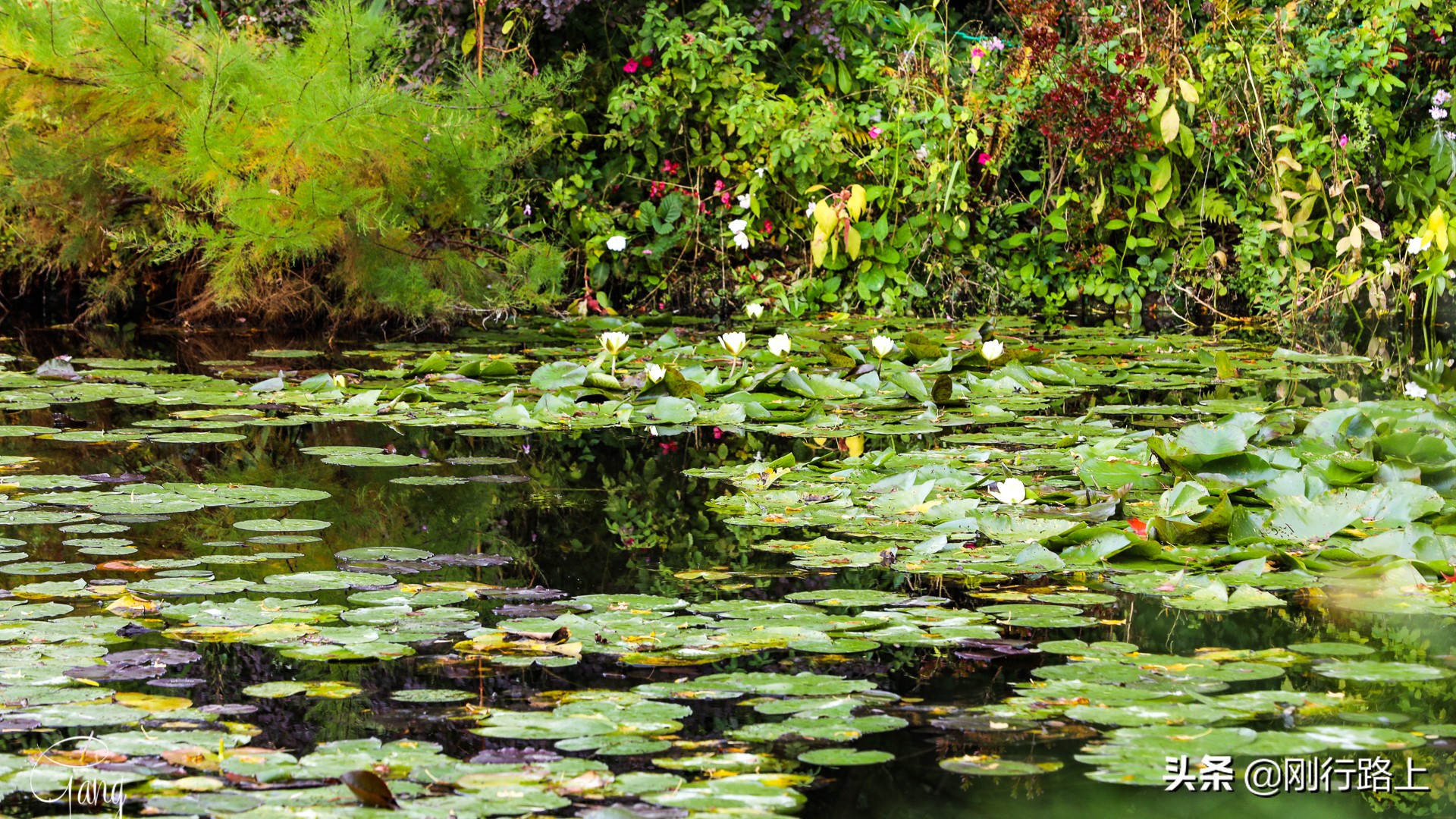 莫奈睡莲的特殊之处,莫奈睡莲超高清大图