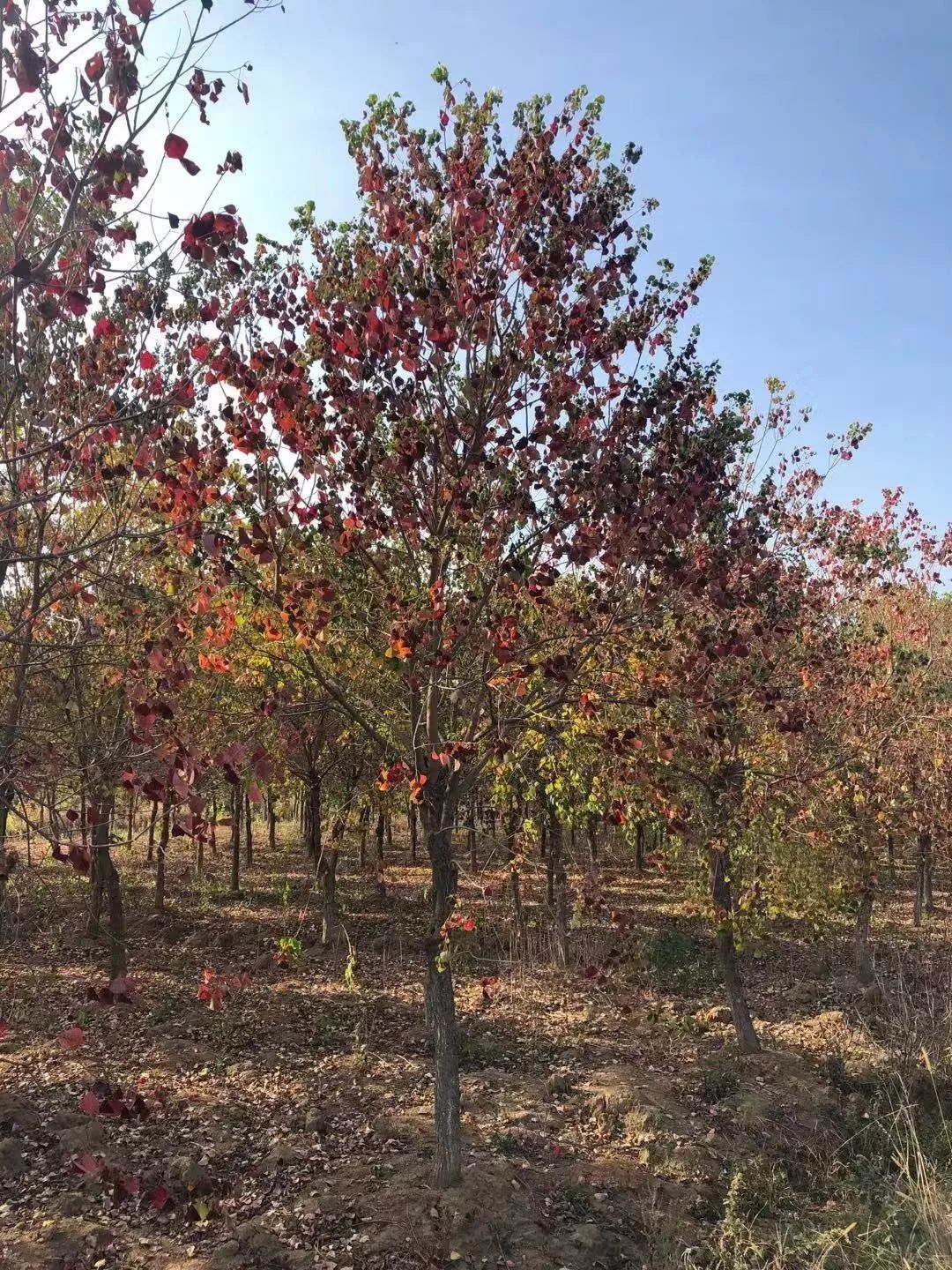 郑显华：显豁知幽抱，华顶望山高