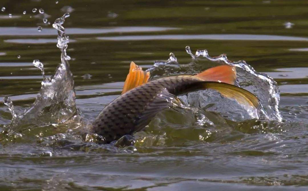 为什么钓鲤鱼跑铅一直没有口,钓鲤鱼老是跑鱼是不是抬竿过早