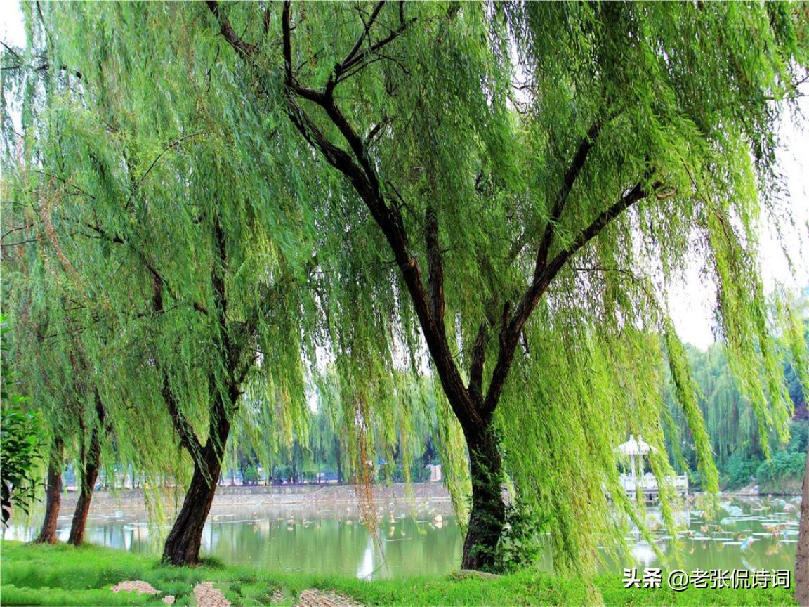唐朝咏柳诗,经典古诗咏柳诗