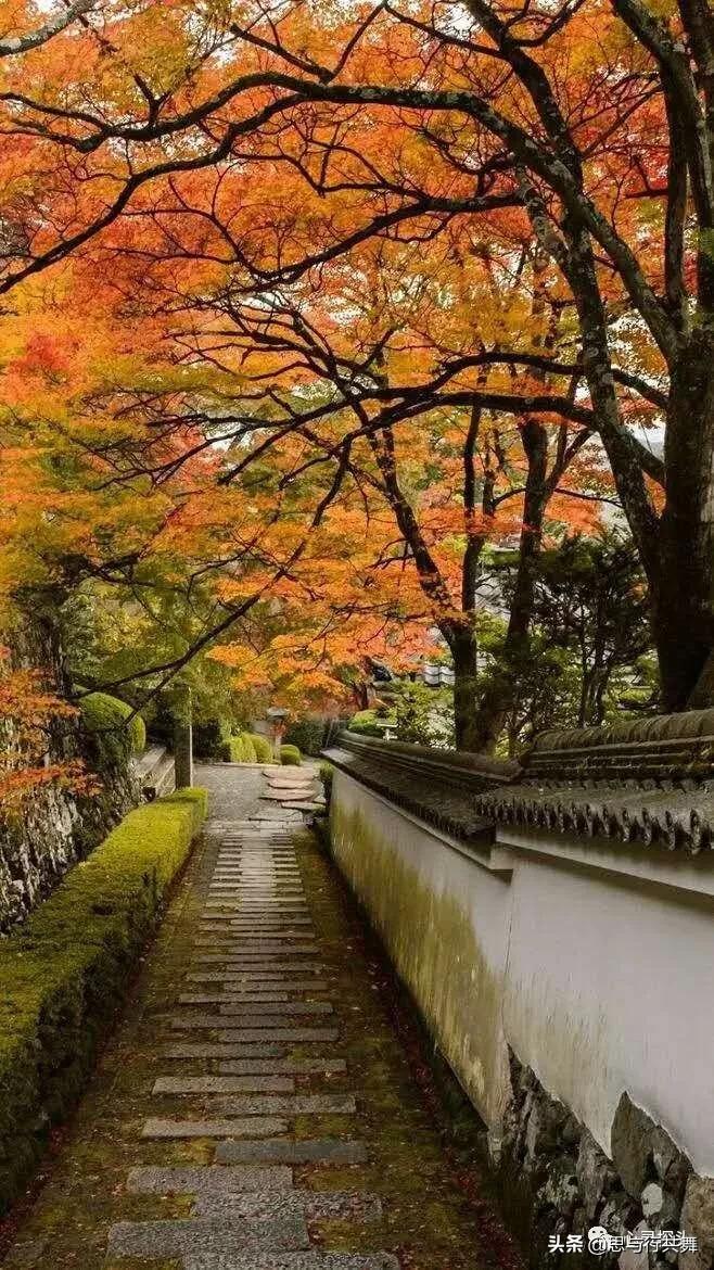 恼人的秋风,不是秋风恼人,而是庸人自扰。爱挖陷阱的人,人自恼