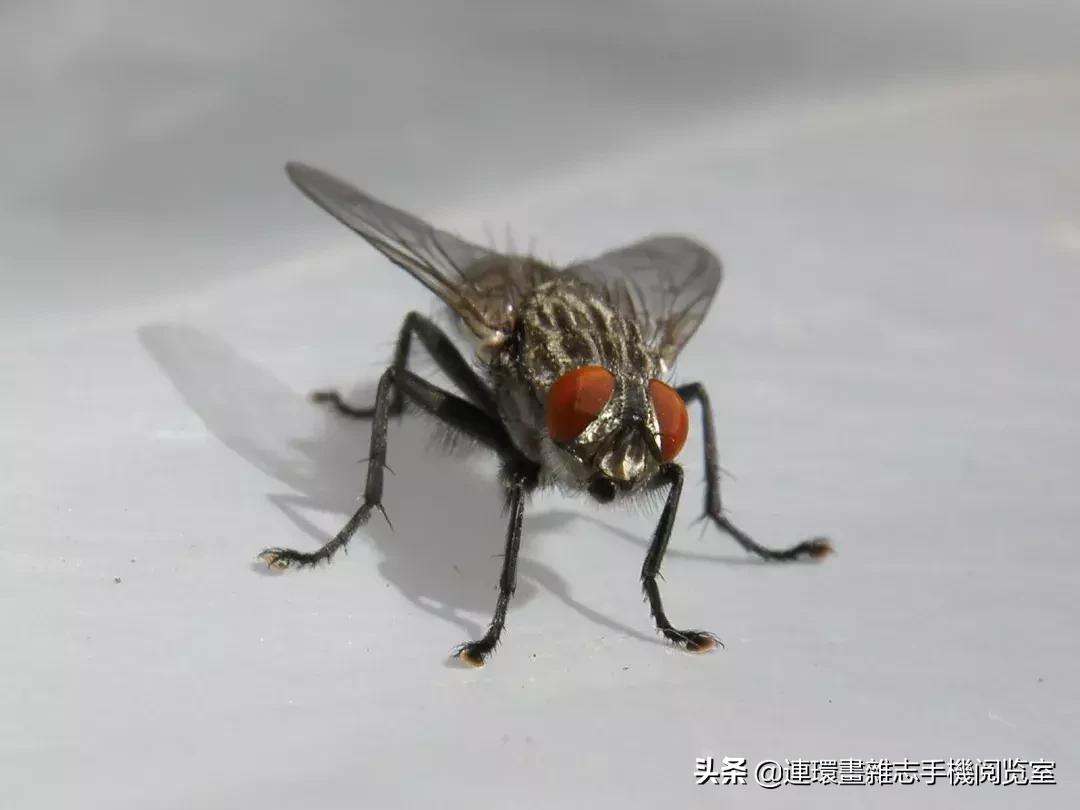 苍蝇对地球也有贡献？