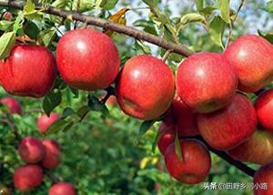 苹果种植技术哪里最好视频,苹果种植技术施肥讲解