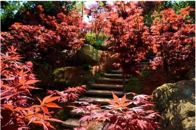 帽峰山免费露营地推荐,帽峰山森林公园踏青