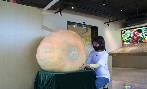 南瓜马车真要来？成都种出200斤巨型南瓜，网友：到底能不能吃？