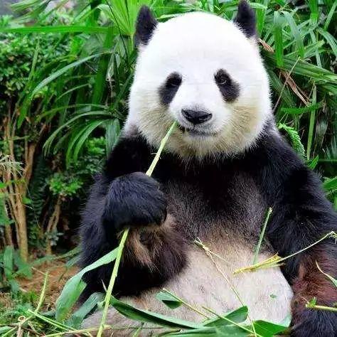 超猛!双十一机票全攻略!附君行义工项目航线最省钱买法