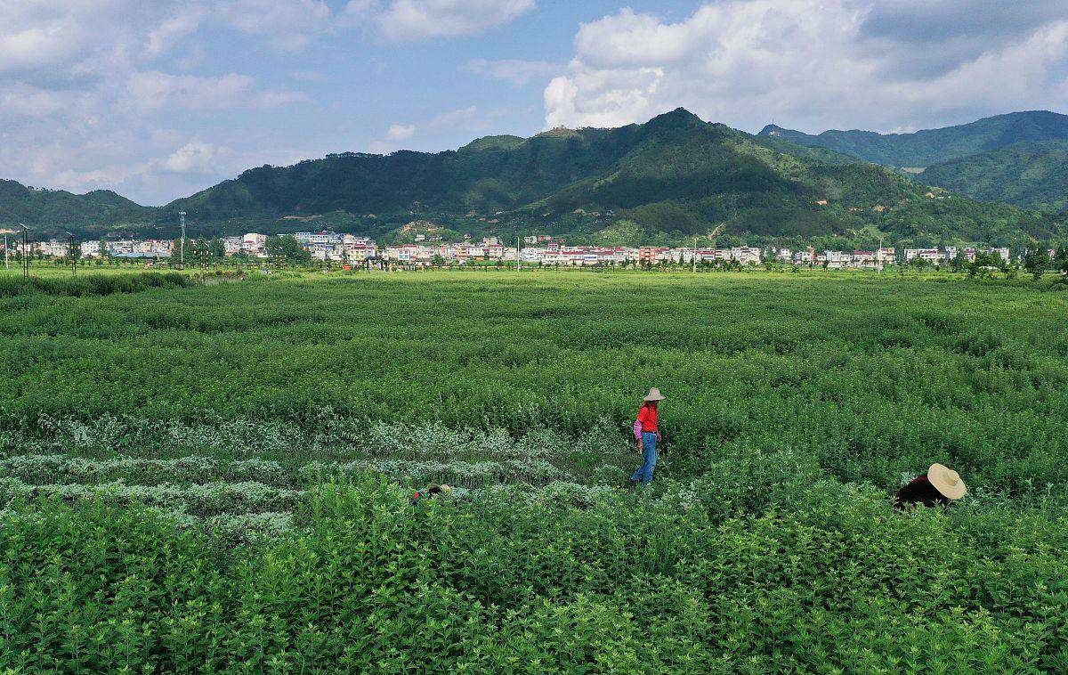 艾草味提神吗,艾草提神怎么做