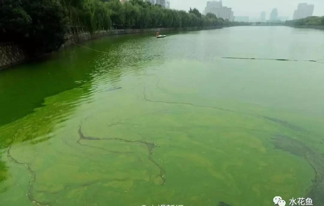 蓝藻爆发的正确处理方法,蓝藻爆发的原因及危害该如何处理