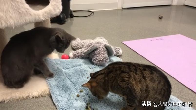 宠物猫后腿残疾怎么办,小猫后腿无力拖着走路