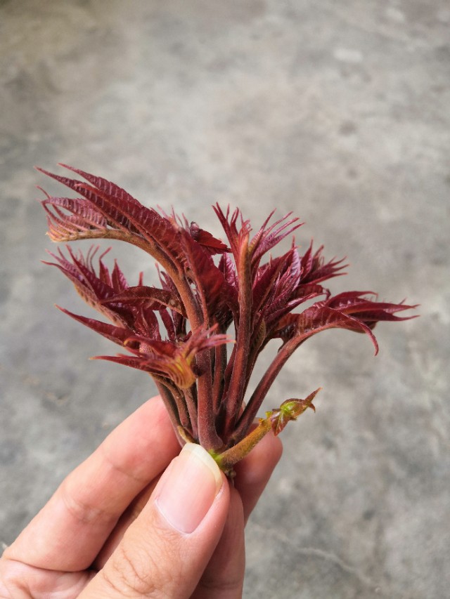 香椿芽做法老东北美食,成都家常菜香椿