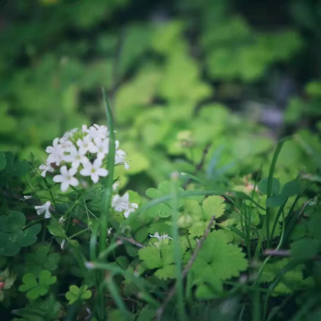 小李阿姨视频,小李阿姨生活视频