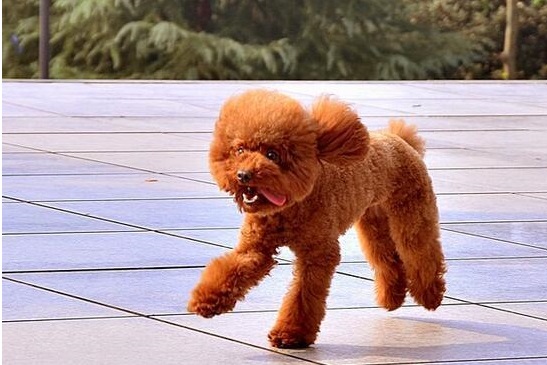 纯种泰迪犬和串串泰迪犬,纯种泰迪犬的6大特点