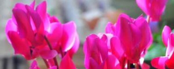 仙客来叶子发黄可以剪掉吗,仙客来叶子发黄的原因及处理