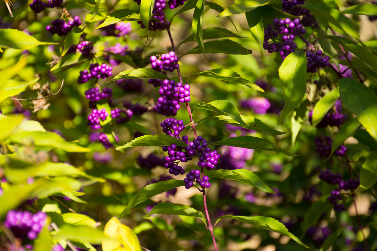 小时候经常见又叫不上名字的植物,一些常见的能吃的植物名称
