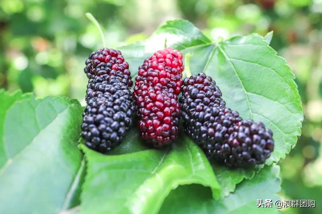 四季果桑有几个品种,新手种果桑哪个品种最好