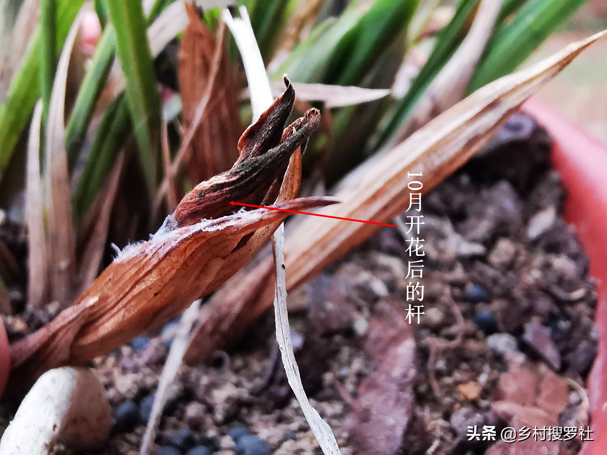 已有花苞的兰花怎么管理好,兰花的花苞怎么才能长的茂盛