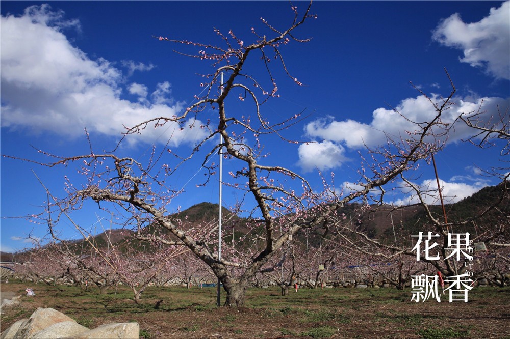 怎样才能让果树结上优质果,如何制造果子