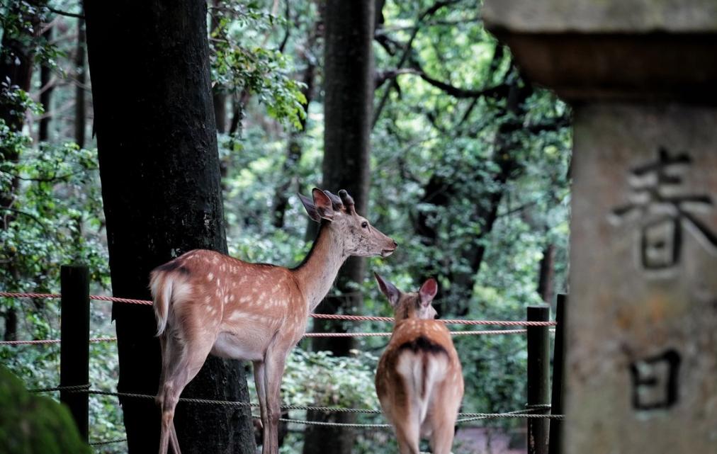 日本奈良必去十大景点,日本小长假去哪里