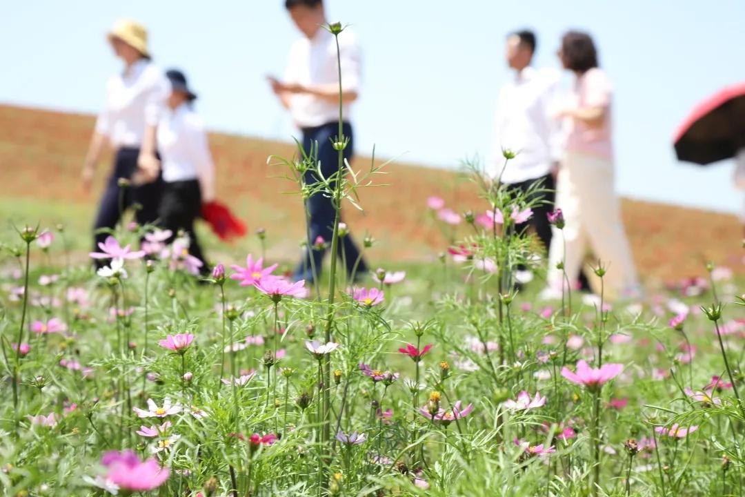 万亩花海游玩,湿地公园网红打卡地花海