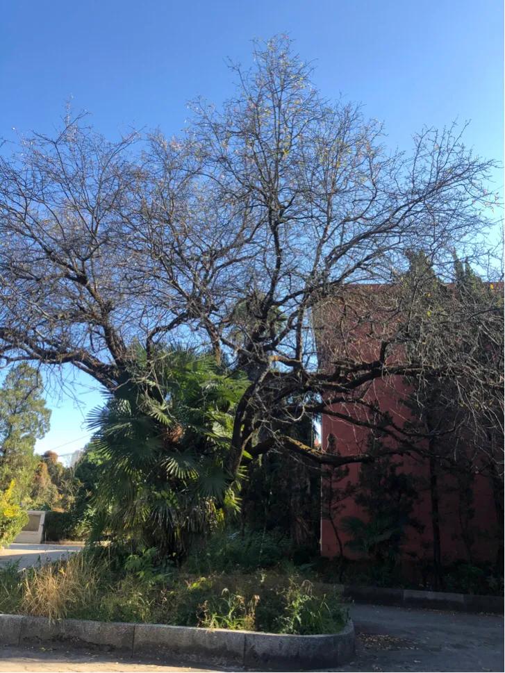 不应该消失京剧完整版,昆四中西山学校