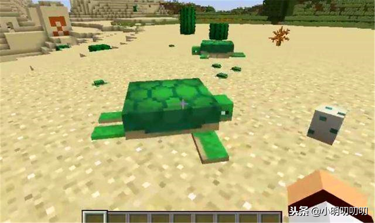 我的世界中海龟可以干什么,探秘珍稀海龟的生活和保护工作