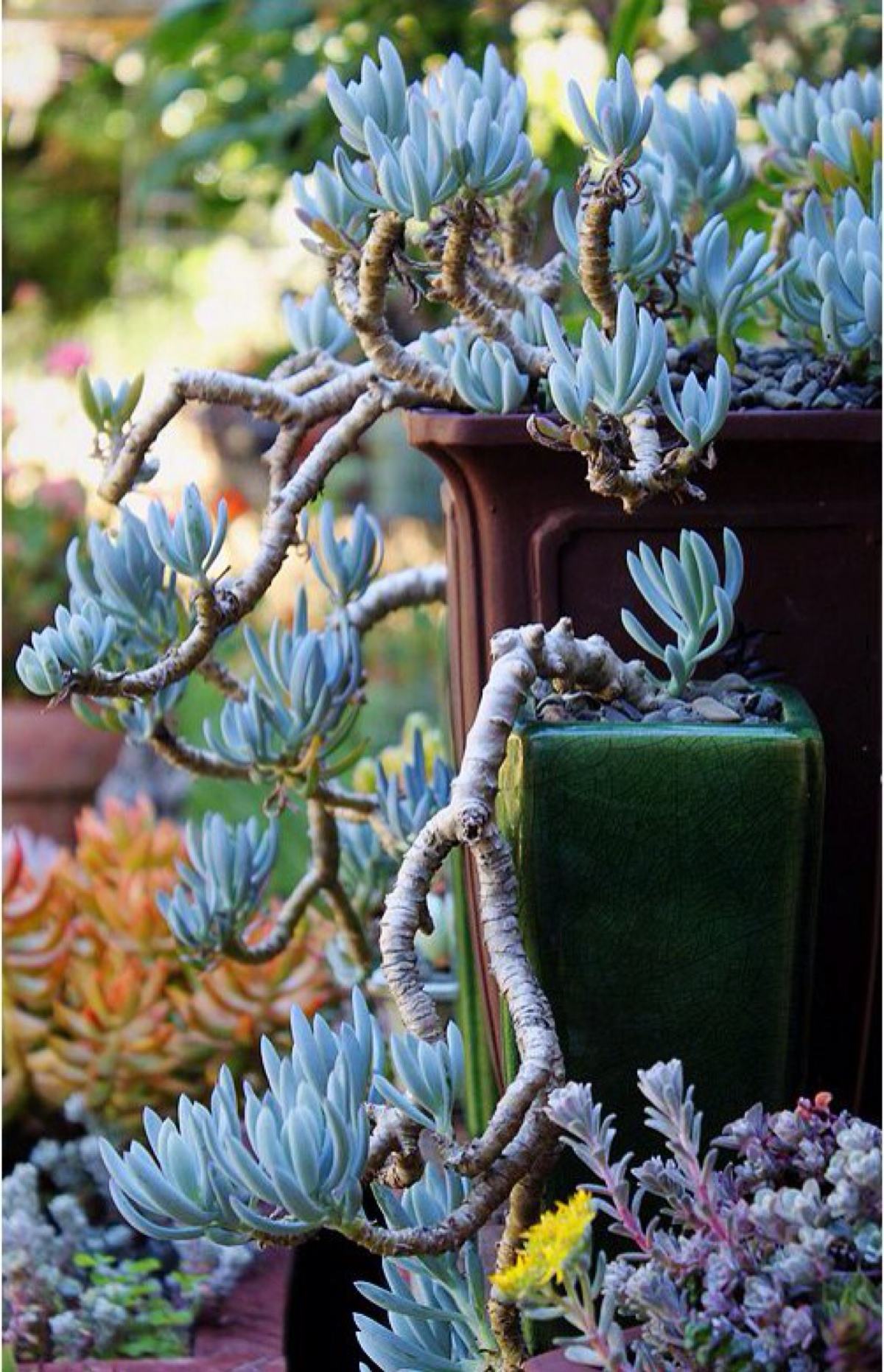 100种常见多肉植物图鉴收藏,1000种多肉植物图鉴及名字