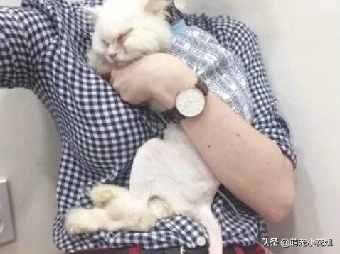 垃圾桶内传出一阵阵猫叫,打开一看,居然是一只面部溃烂的猫咪