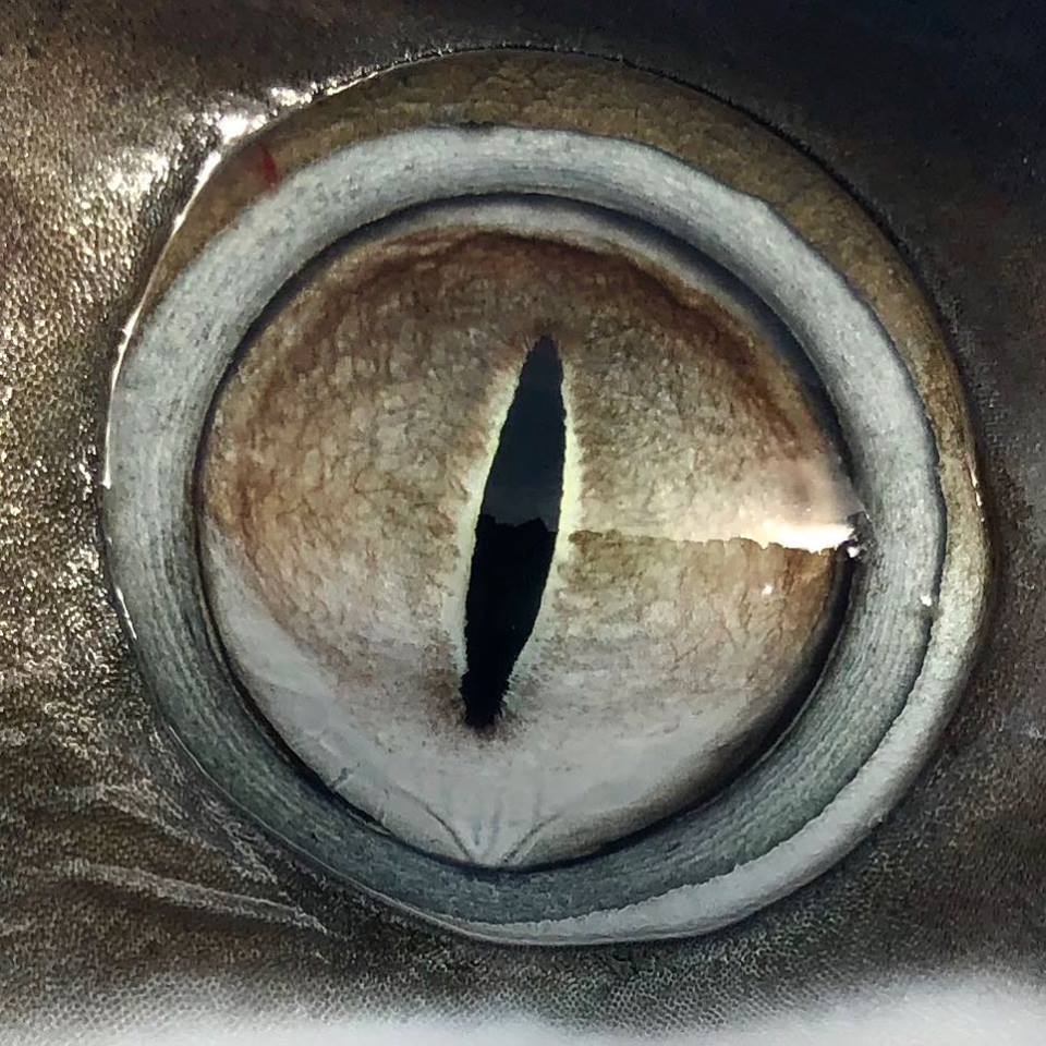 世界各地钓鱼爱好者,世界各地钓鱼的人