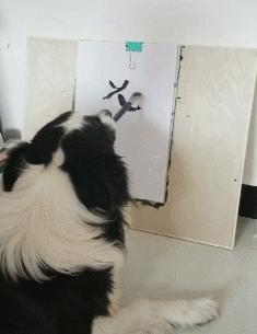 边境牧羊犬厉害吗,边境牧羊犬厉害之处