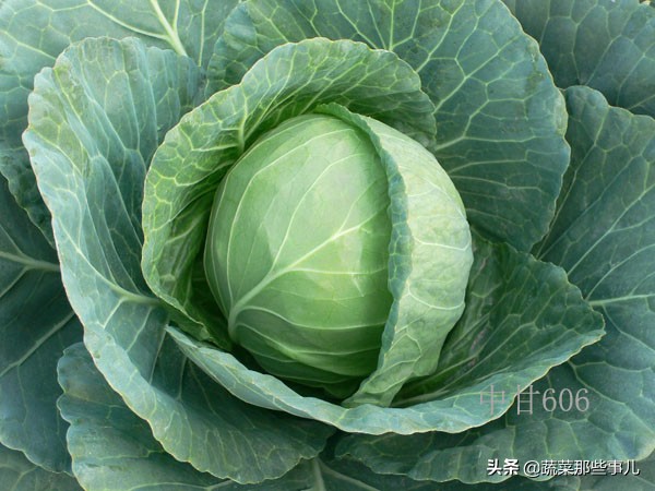 十字花科蔬菜种子,十字花科蔬菜名单