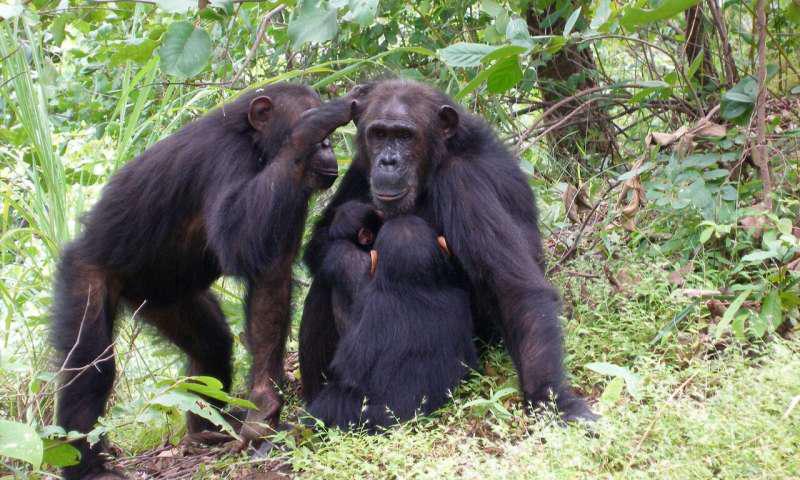 黑猩猩繁育与生殖,黑猩猩的繁育方式