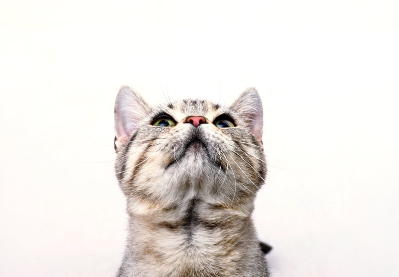 猫癣百科,猫癣科普