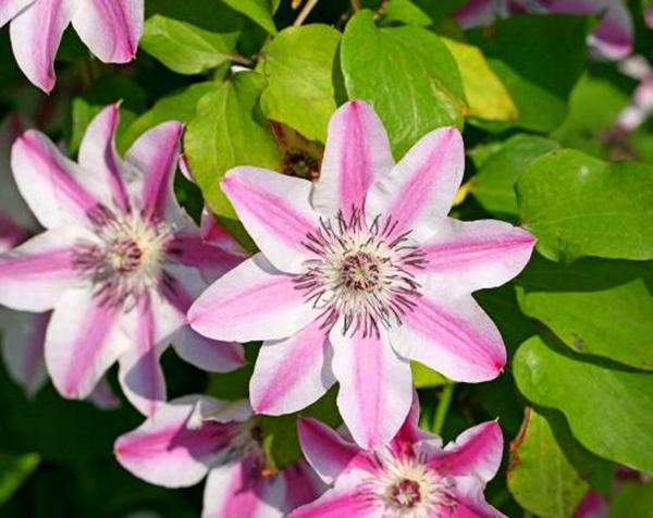 阳台空荡平平无奇，简单设计，变成百花齐放、逞娇呈美小花园