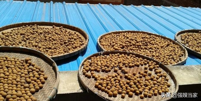 晒龙眼下雨怎么处理,晒龙眼干被雨淋应该怎么做