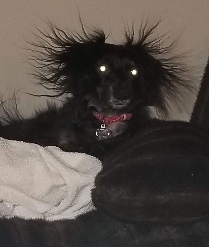 发狗狗丑照,狗狗最丑的照片和最好看的照片