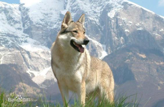 性格温顺的大型犬品种,宠物狗大型犬都有哪些品种