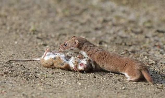 为什么黄鼠狼老一辈说不能杀,小时候奶奶常说黄鼠狼不能杀