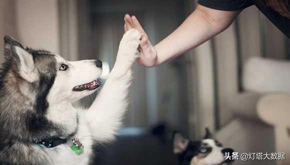 陆金所上架首个猫狗脸AI识别宠物医疗保险