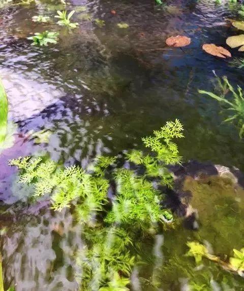 鱼池如何改造成花池,花池改鱼池如何做过滤