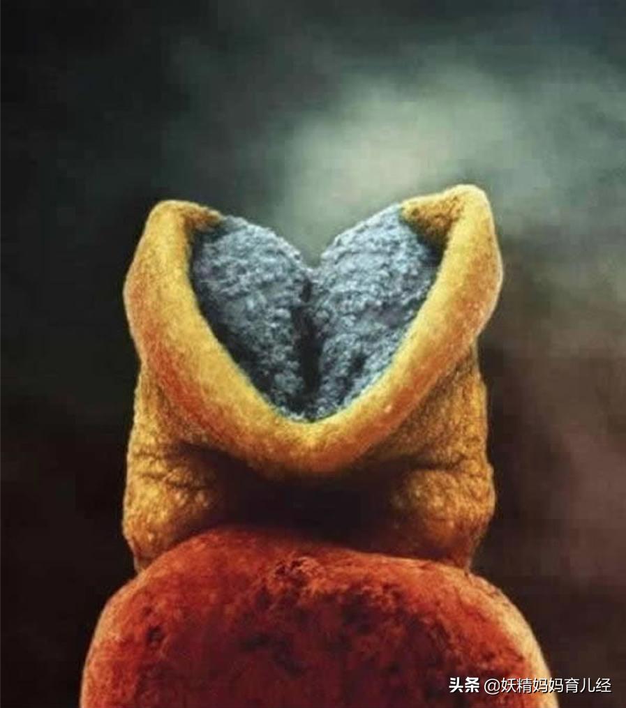 宝宝在妈妈肚子里发育过程图卡通,宝宝在妈妈肚子生长图