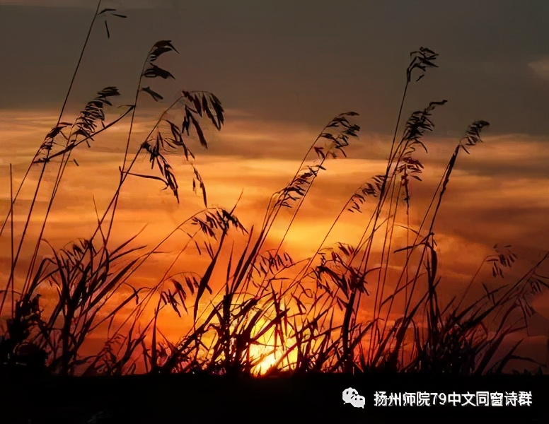 【老师去了,我每年来摩挲老师家的杨柳】