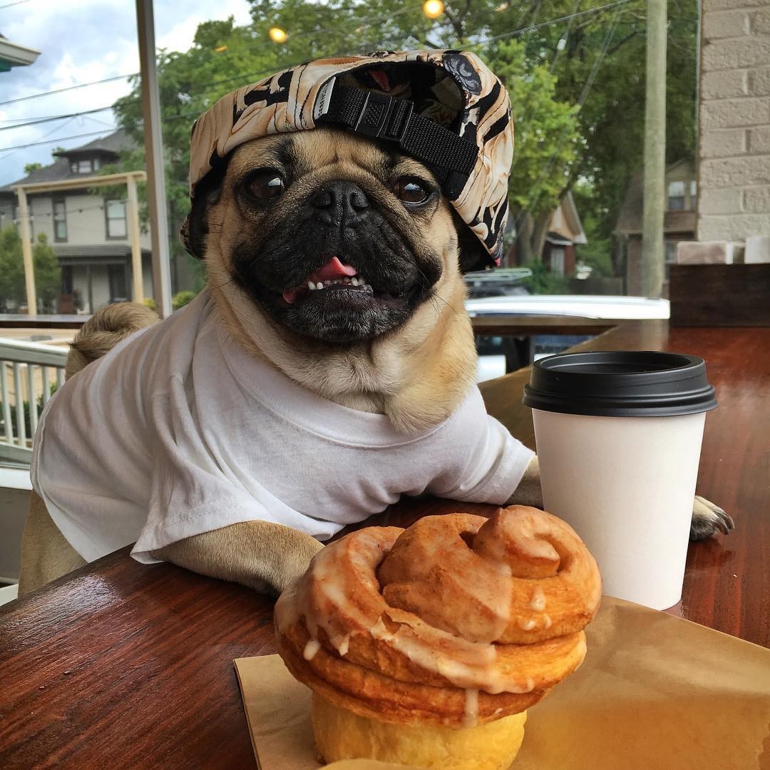 巴哥犬气味大怎么处理,巴哥犬特别臭怎么办