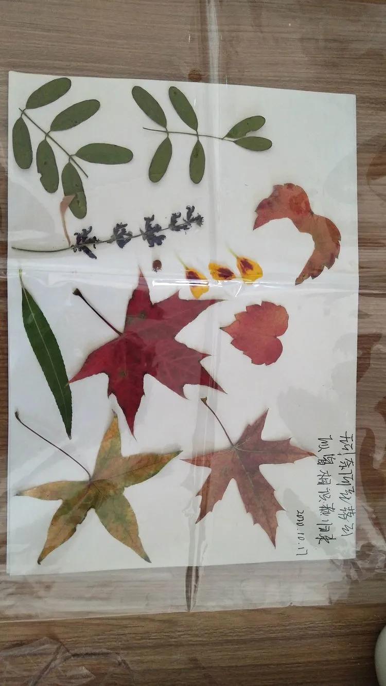 育才中学美丽校园,阜新市育才中学照片