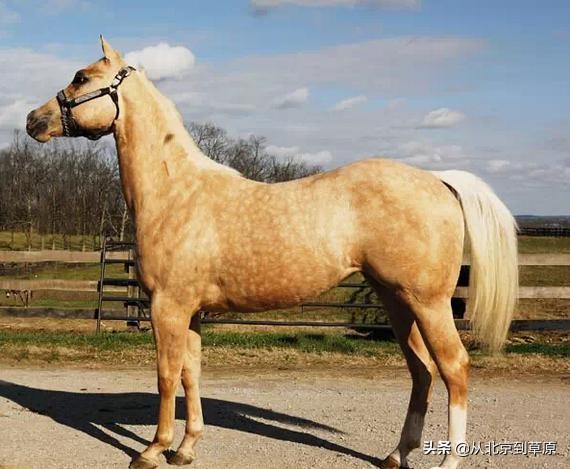 黑色阿拉伯马和蒙古马有什么区别,蒙古马有几个品种