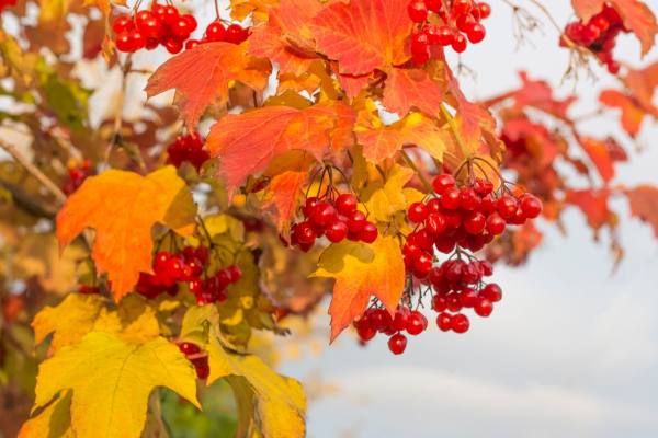 博德兰荚蒾对光照的需求,博德兰荚蒾怎么养护和种植