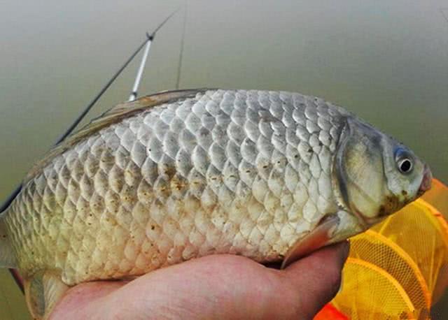 鱼塘老滑鱼不开口怎么钓,对付滑口鱼的正确方法