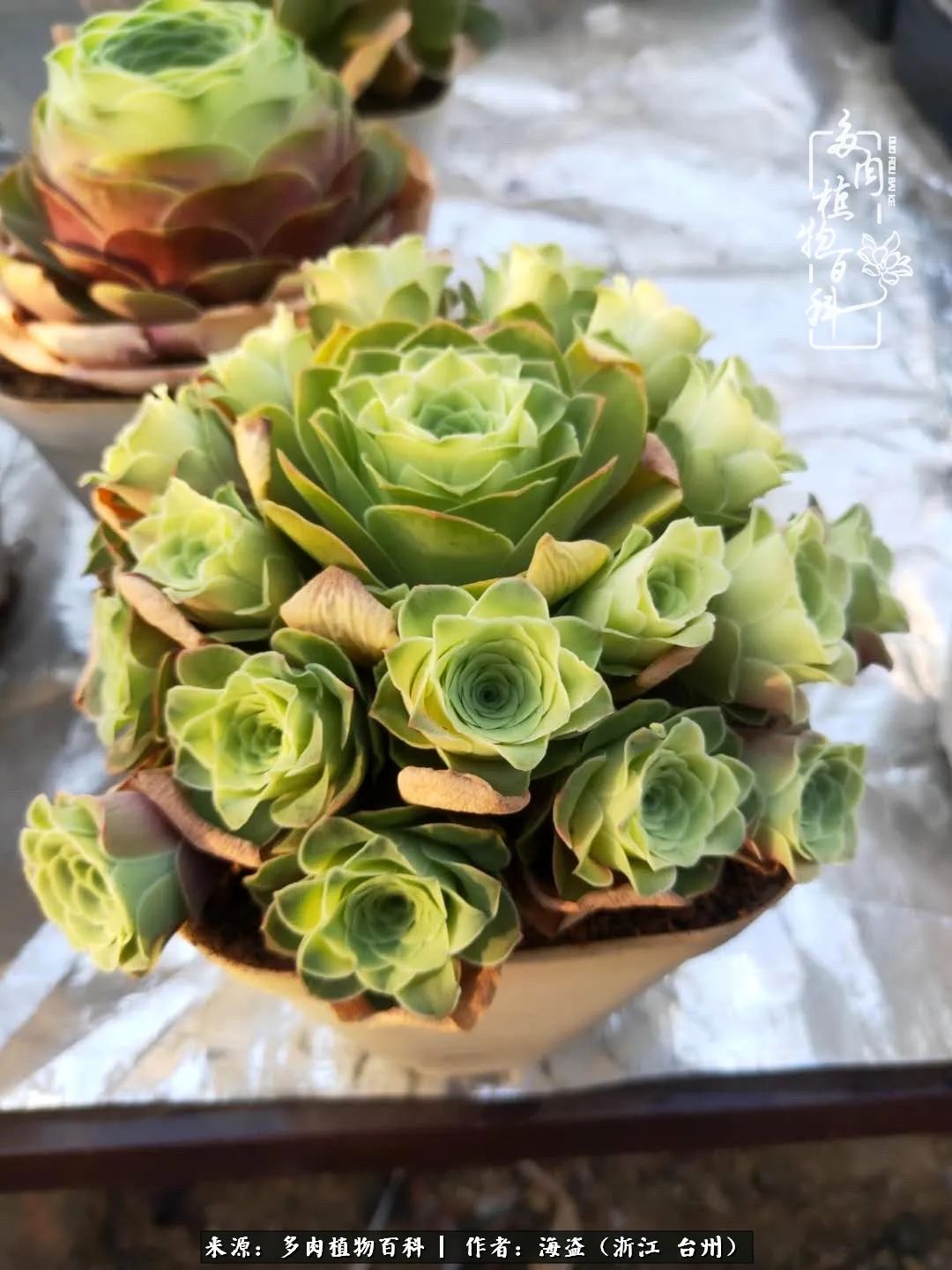 独爱玫瑰与法师！解密金老板和他的屋顶御花园